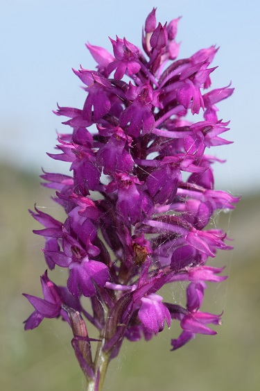 Anacamptis x simorrensis (Anacamptis coriophora x Anacamptis pyramidalis)