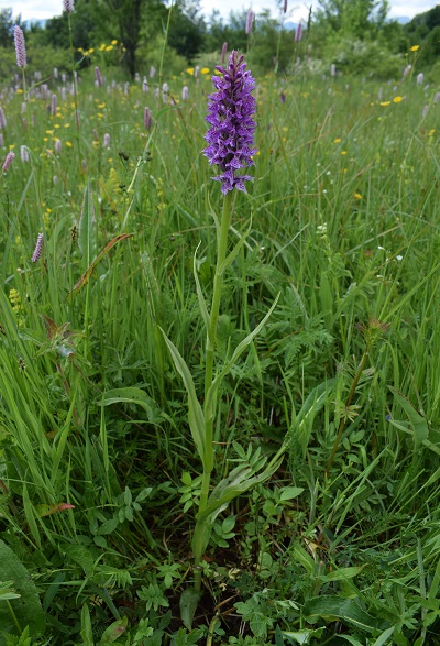 Dactylorhiza fuchsii x Dactylorhiza incarnata subsp. incarnata?