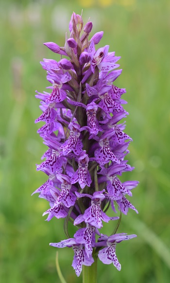 Dactylorhiza fuchsii x Dactylorhiza incarnata subsp. incarnata?