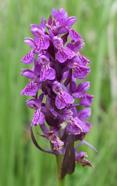 Quale Dactylorhiza pu essere?