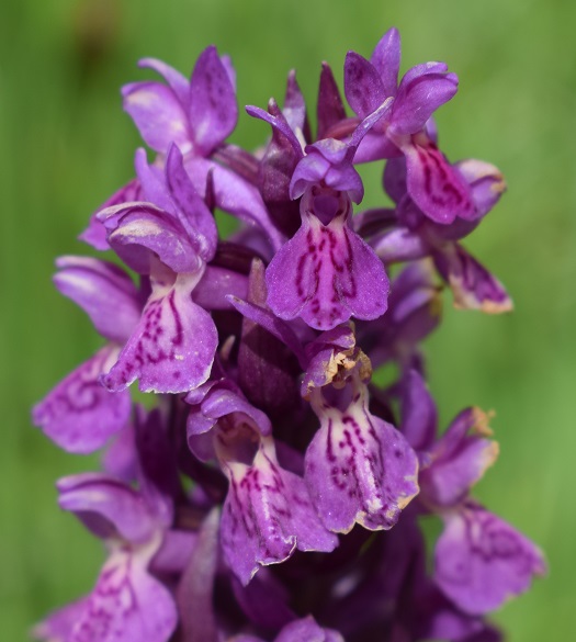 Quale Dactylorhiza pu essere?