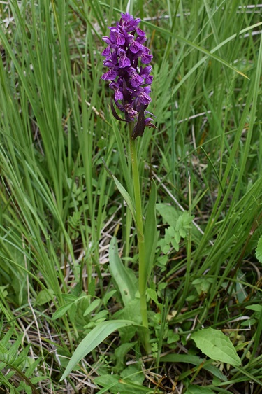 Quale Dactylorhiza pu essere?