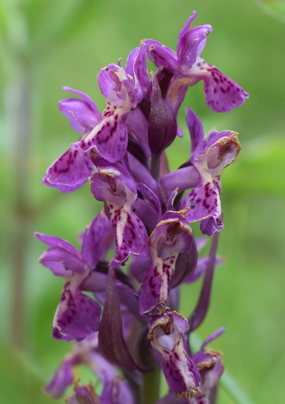 Quale Dactylorhiza pu essere?