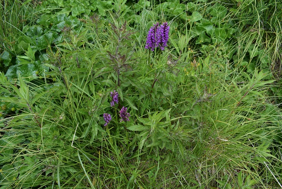 Quale Dactylorhiza pu essere?