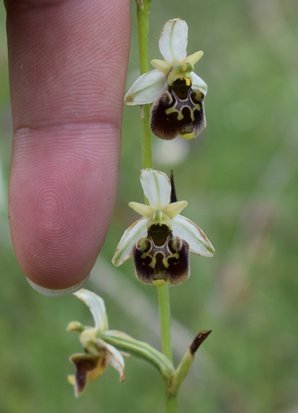 Ophrys tetraloniae?