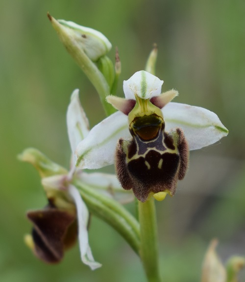 Ophrys apifera x Ophrys holosericea?