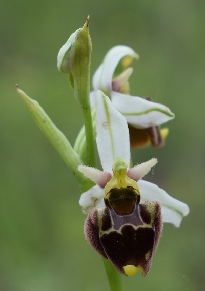 Ophrys apifera x Ophrys holosericea?