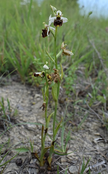 Ophrys apifera x Ophrys holosericea?