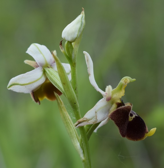 Ophrys apifera x Ophrys holosericea?