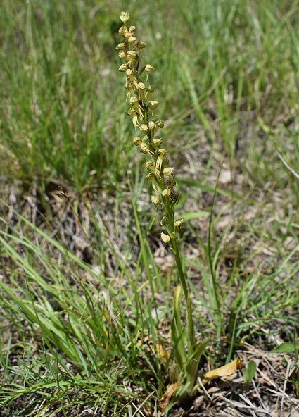 Orchis anthropophora in Appennino Reggiano