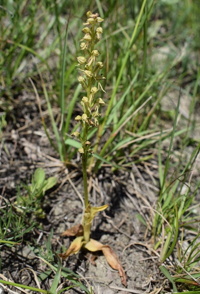 Orchis anthropophora in Appennino Reggiano