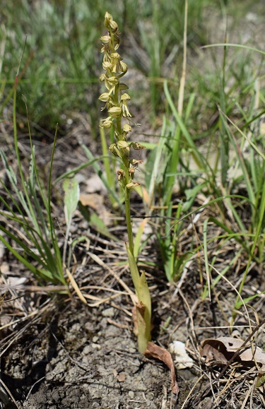 Orchis anthropophora in Appennino Reggiano