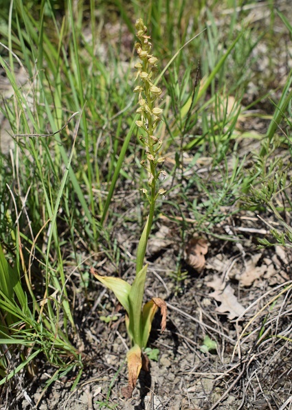 Orchis anthropophora in Appennino Reggiano