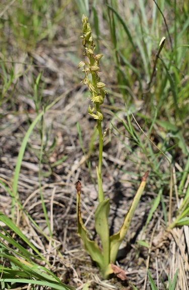 Orchis anthropophora in Appennino Reggiano