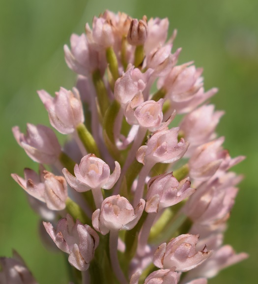 Lusus di Anacamptis pyramidalis?