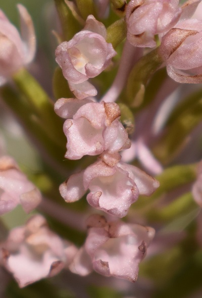 Lusus di Anacamptis pyramidalis?