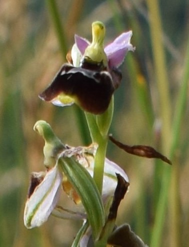 Ophrys tetraloniae?
