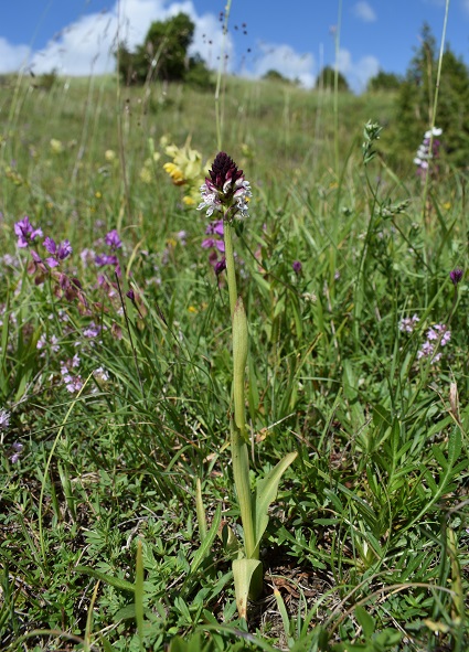 Neotinea ustulata nell''Appennino Bolognese