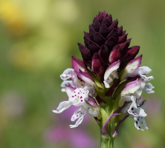 Neotinea ustulata nell''Appennino Bolognese