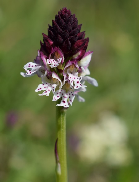 Neotinea ustulata nell''Appennino Bolognese