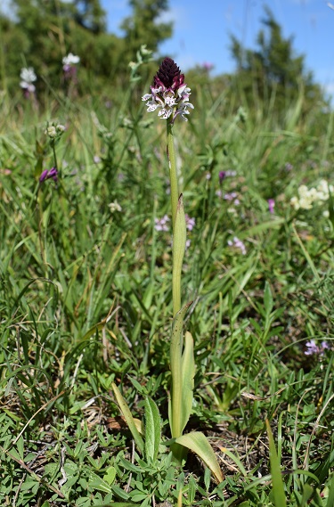 Neotinea ustulata nell''Appennino Bolognese