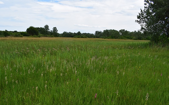 Le orchidee della Bassa del Bardello (Parco Delta del Po)