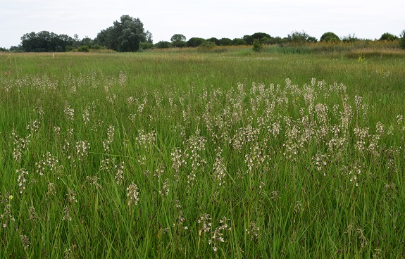 Le orchidee della Bassa del Bardello (Parco Delta del Po)