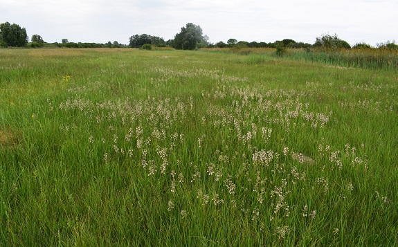 Le orchidee della Bassa del Bardello (Parco Delta del Po)