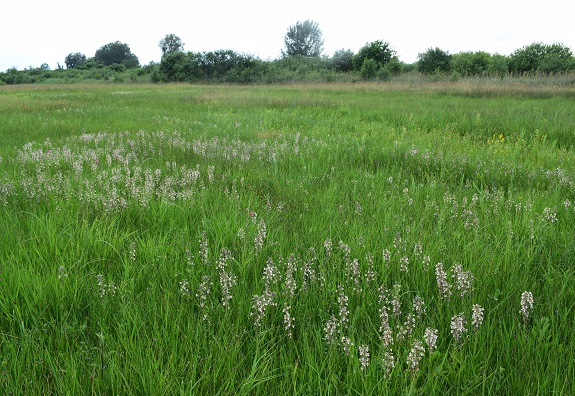 Le orchidee della Bassa del Bardello (Parco Delta del Po)