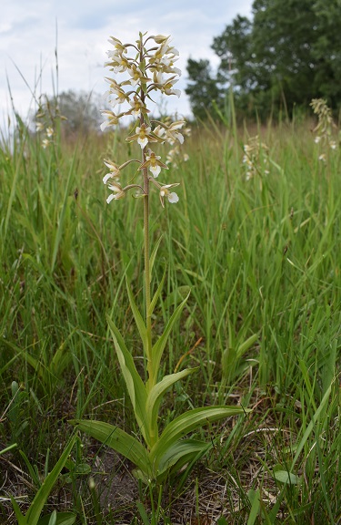 Le orchidee della Bassa del Bardello (Parco Delta del Po)