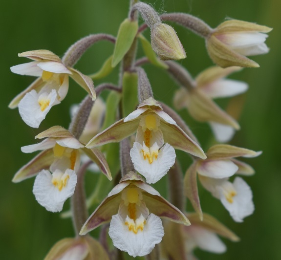 Le orchidee della Bassa del Bardello (Parco Delta del Po)