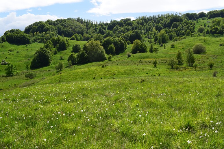 Le distese di Pratizzano (Appennino Reggiano)