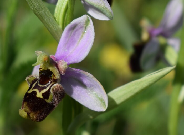 Fiabesco incontro d''Ophrys