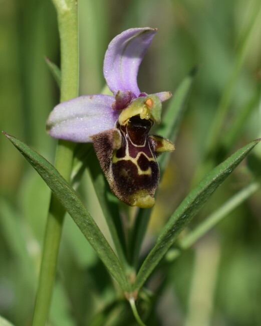 Fiabesco incontro d''Ophrys