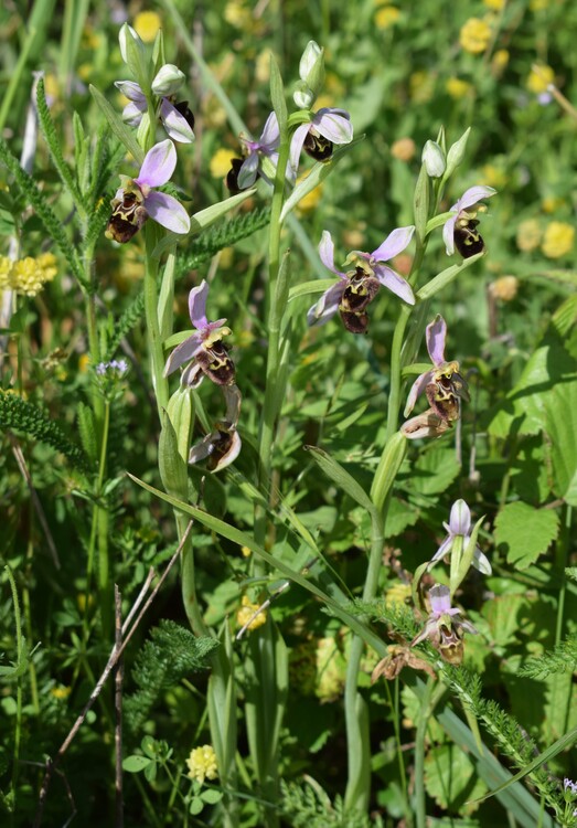 Fiabesco incontro d''Ophrys