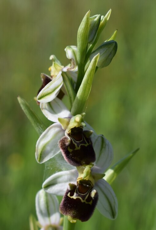 Fiabesco incontro d''Ophrys