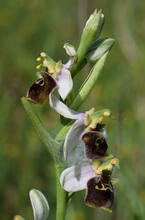 Fiabesco incontro d''Ophrys