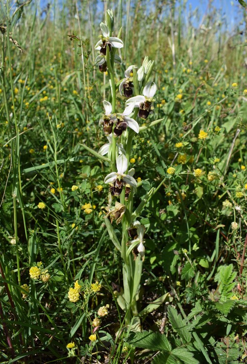 Fiabesco incontro d''Ophrys