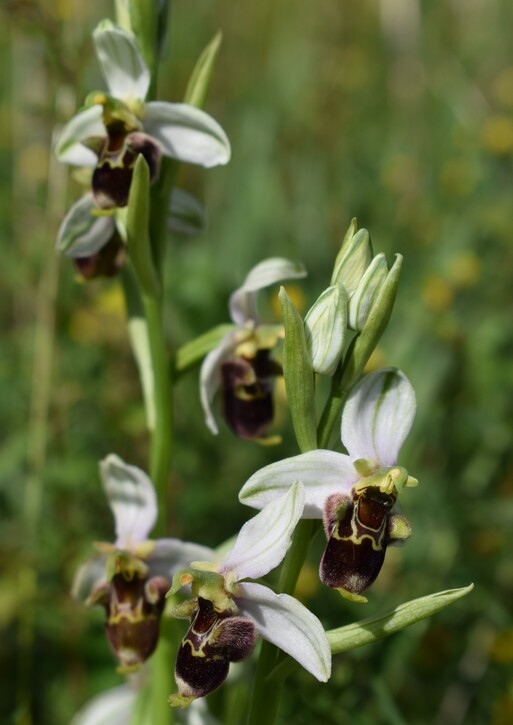 Fiabesco incontro d''Ophrys