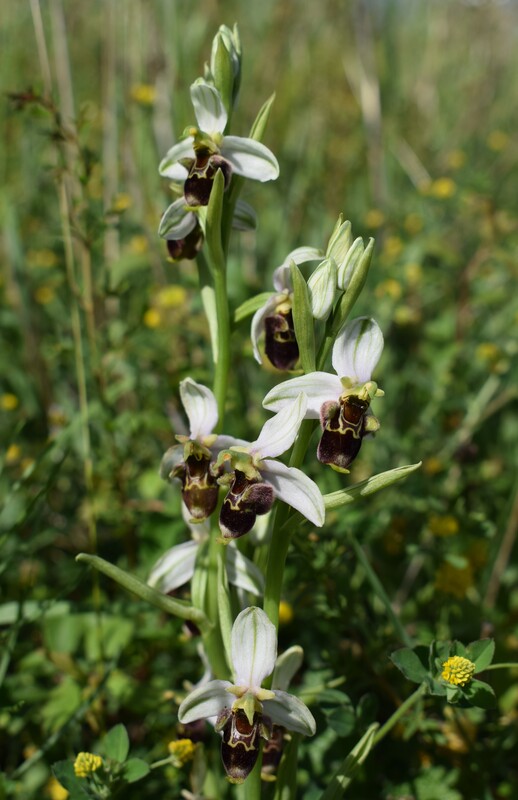 Fiabesco incontro d''Ophrys