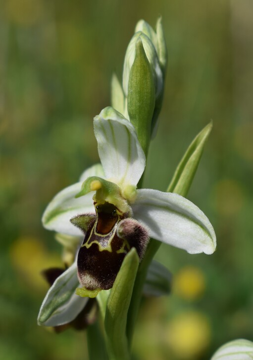 Fiabesco incontro d''Ophrys