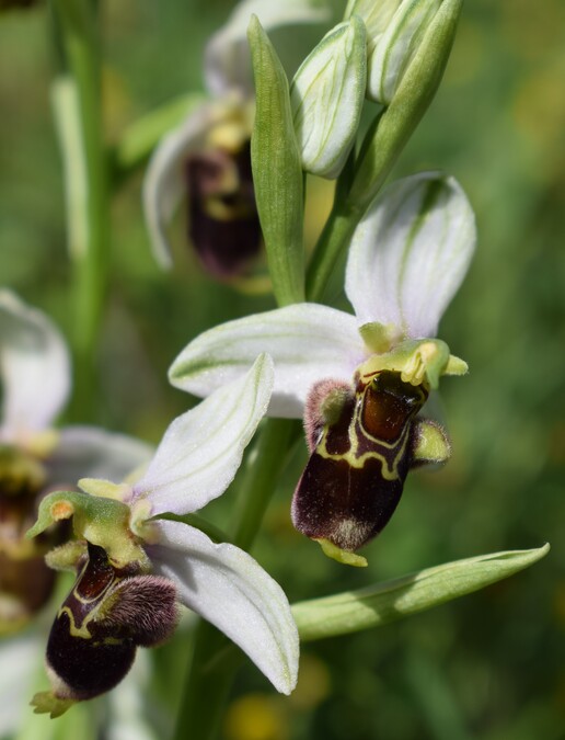 Fiabesco incontro d''Ophrys