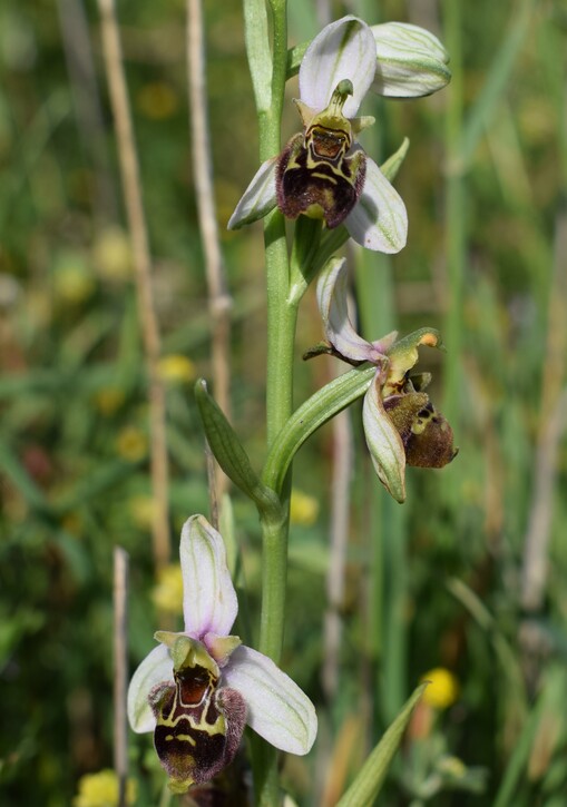 Fiabesco incontro d''Ophrys