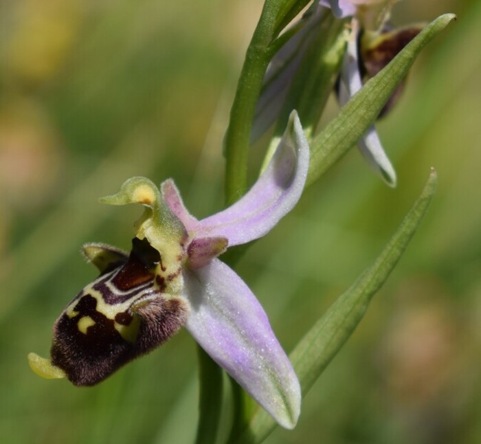 Fiabesco incontro d''Ophrys