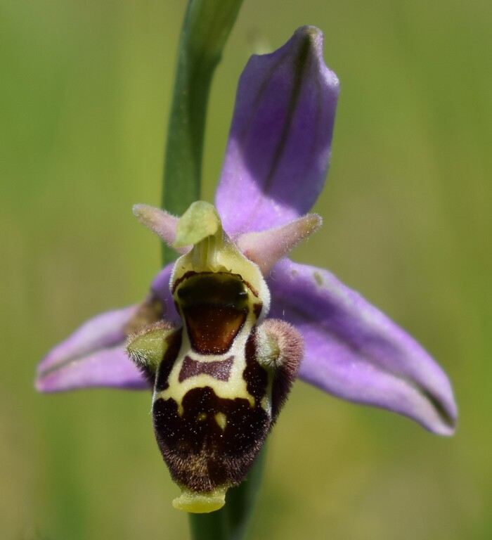 Fiabesco incontro d''Ophrys