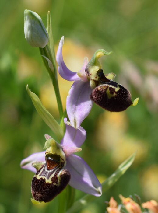 Fiabesco incontro d''Ophrys