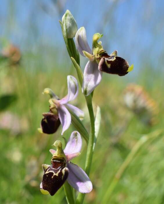 Fiabesco incontro d''Ophrys