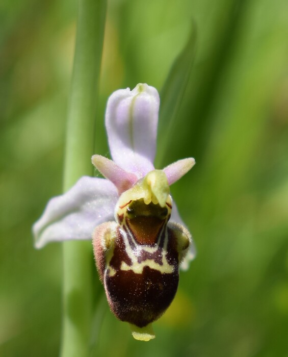 Fiabesco incontro d''Ophrys