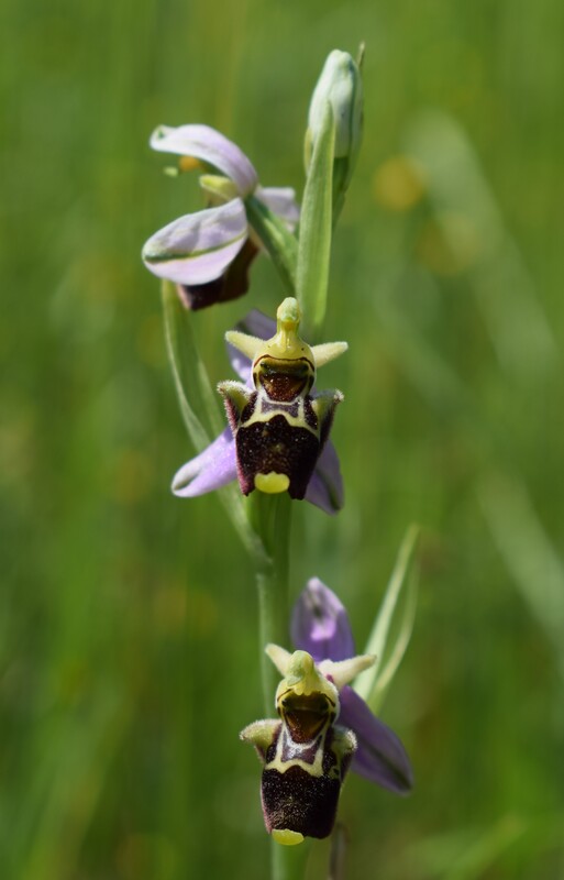 Fiabesco incontro d''Ophrys