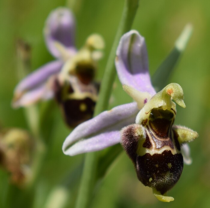 Fiabesco incontro d''Ophrys